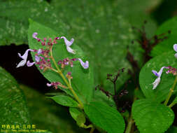 Слика од Plectranthus kanneliyensis (L. H. Cramer & S. Balas.) R. H. Willemse