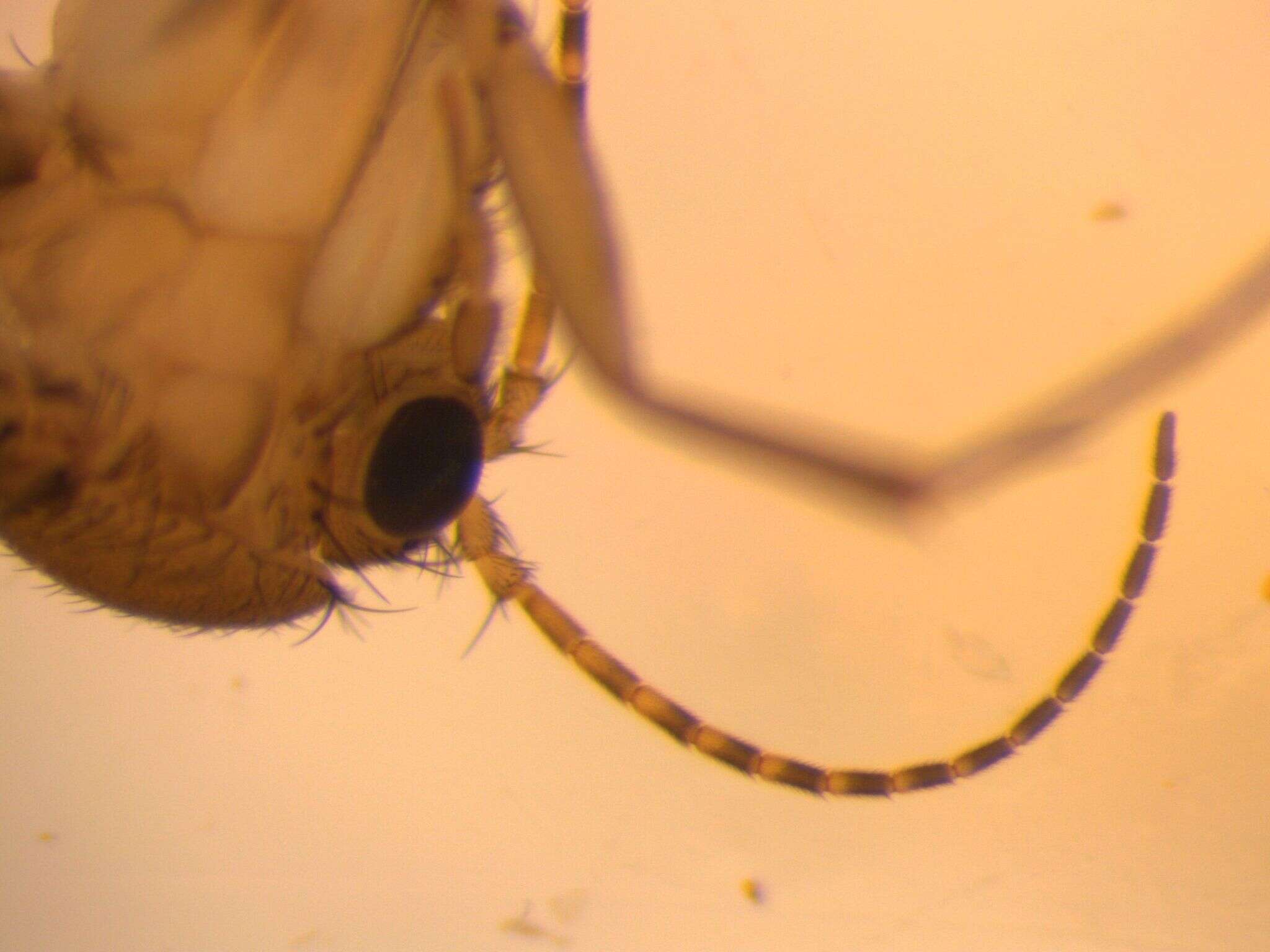 Image of Mycetophila fagi Marshall 1896