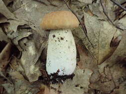 Imagem de Boletus nobilissimus Both & R. Riedel 2000