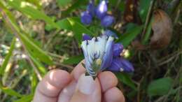 Image of <i>Gentiana <i>andrewsii</i></i> var. andrewsii