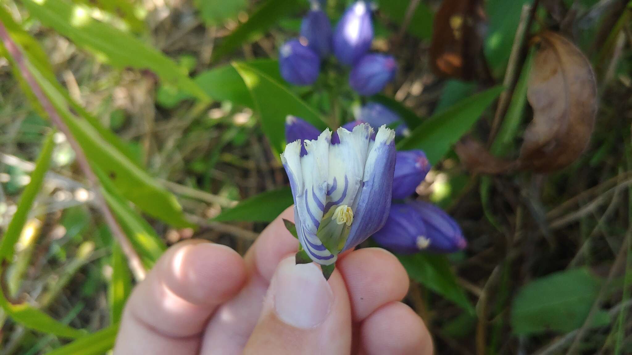 Image of <i>Gentiana <i>andrewsii</i></i> var. andrewsii
