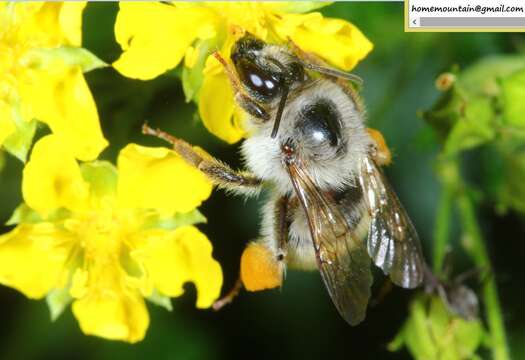 Image of Bombus picipes Richards 1934