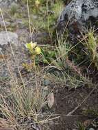 Plancia ëd Linaria buriatica Turcz.