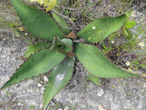 Image of Agave marmorata Roezl