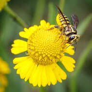 Image of Paranthidium jugatorium lepidum (Cresson 1878)