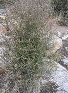 Image of Olearia odorata Petrie