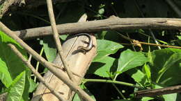 Image of Maracaiba meridensis (Miralles, Rivas & Schargel 2005)