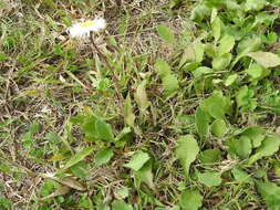 Image of Corpus Christi fleabane