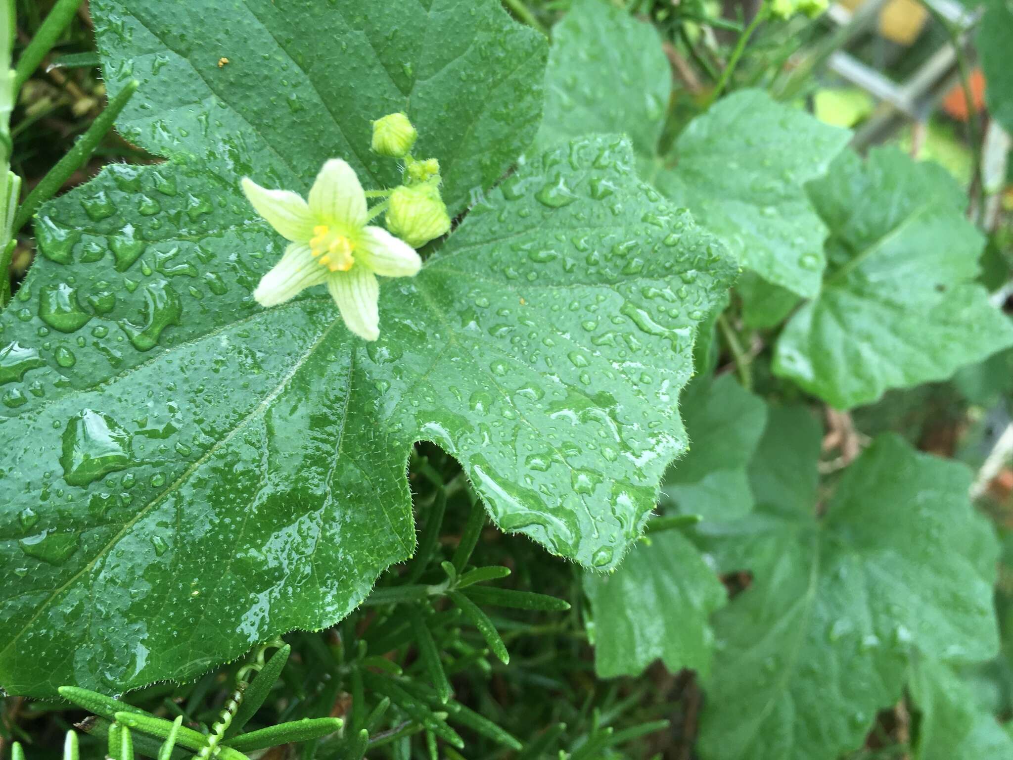 Image of white bryony