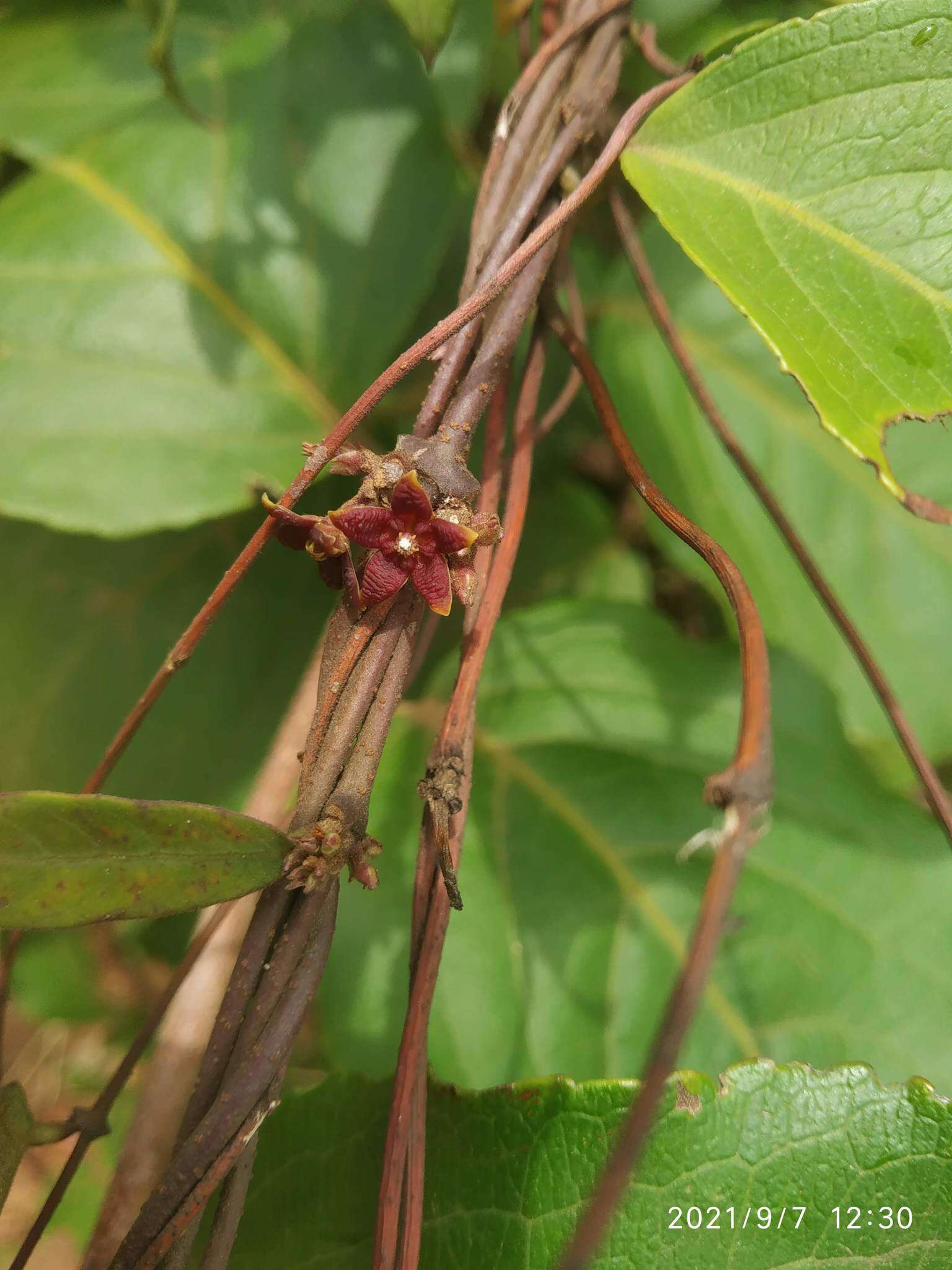 صورة Hemidesmus indicus (L.) R. Br.