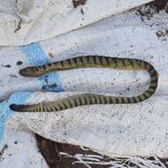 Image of Shaw's Sea Snake