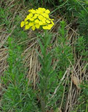 Image de Erysimum odoratum Ehrh.