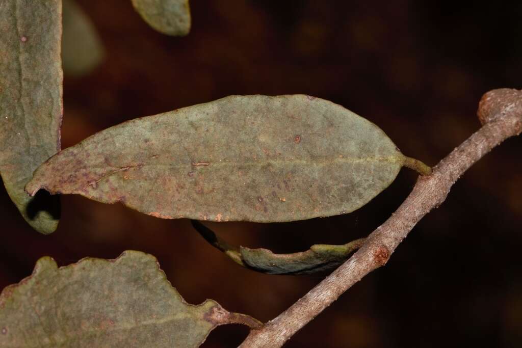 Image of Tapinanthus forbesii (Sprague) D. Wiens