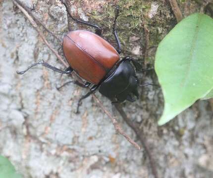 Image of Neolucanus nitidus (Saunders 1854)