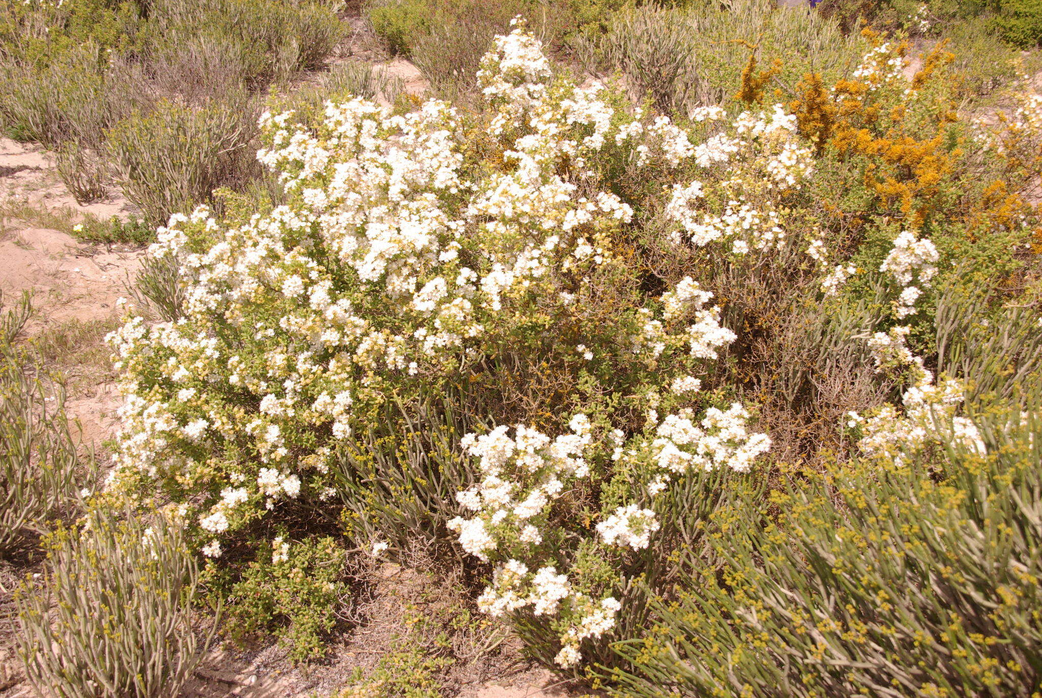 Imagem de Stoeberia utilis (L. Bol.) E. van Jaarsveld