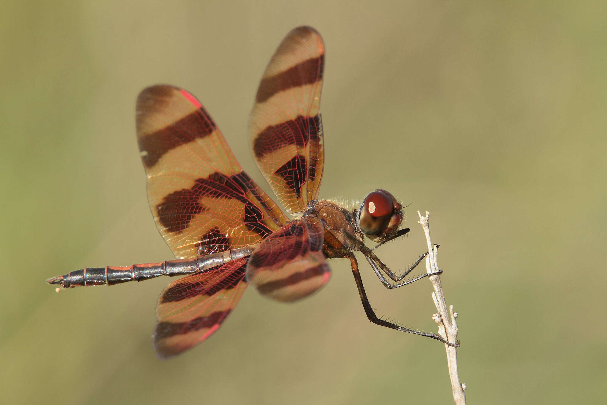 Celithemis eponina (Drury 1773) resmi