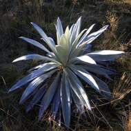 Sivun Celmisia semicordata subsp. stricta kuva