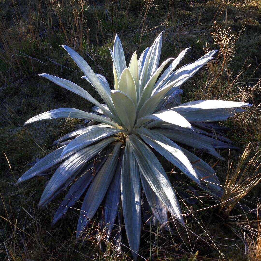 Слика од Celmisia semicordata subsp. stricta