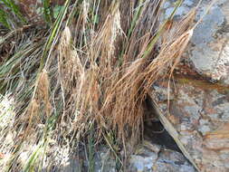 Image of Cyperus leptocladus Kunth