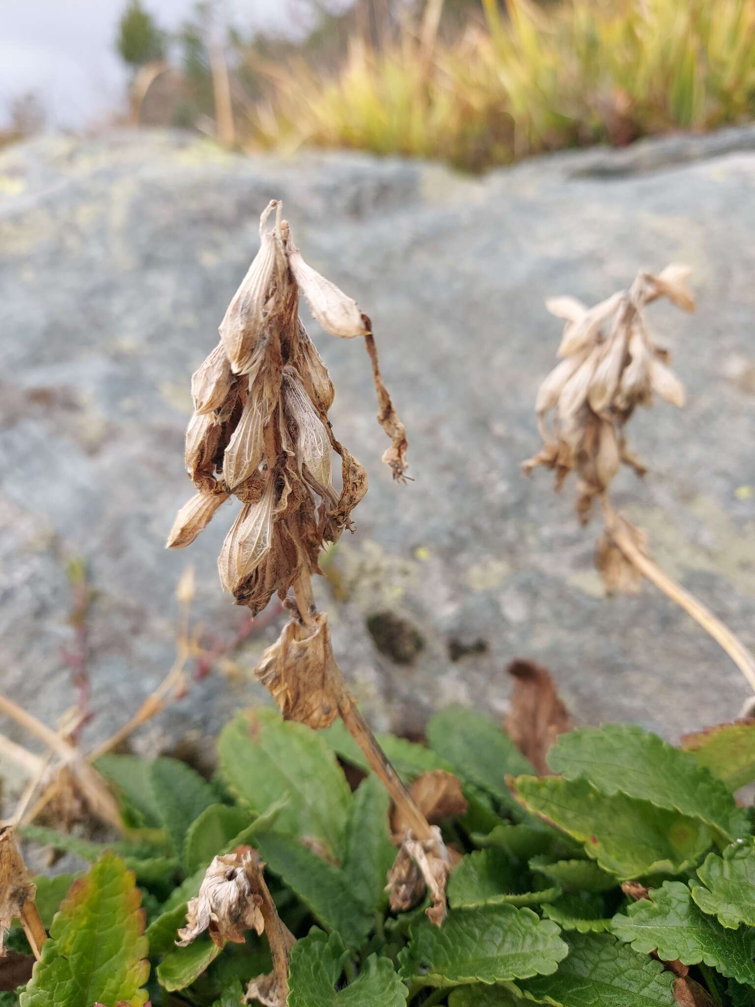 Dracocephalum grandiflorum L. resmi