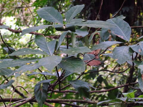 Image of Lindera megaphylla Hemsl.