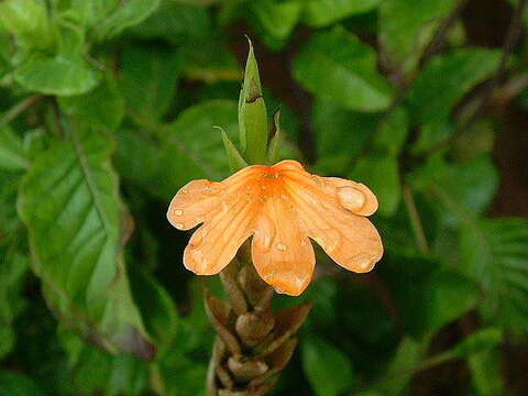 Crossandra fruticulosa Lindau的图像