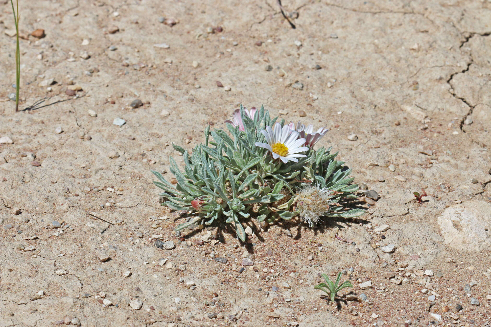 Image of hoary Townsend daisy