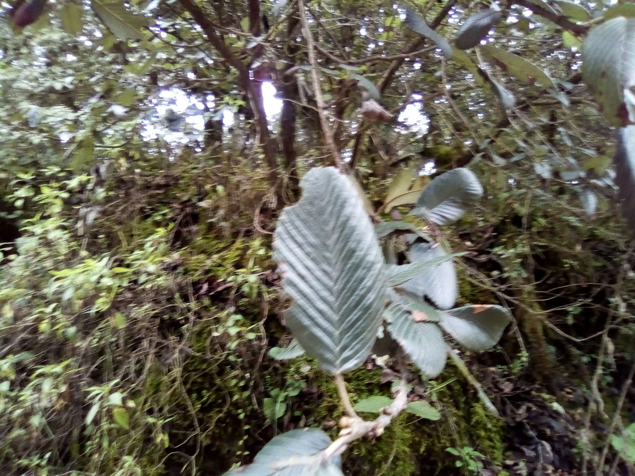 Image of Cercocarpus macrophyllus C. Schneid.