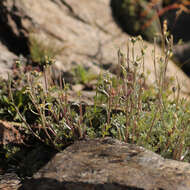 Image of Alpine Wormwood