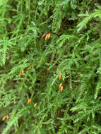 Image of claopodium moss