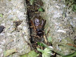 Image of Cricket