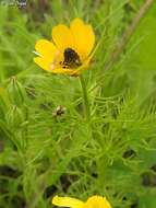 Image of Adonis dentata Delile