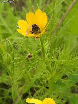 Image of Adonis dentata Delile