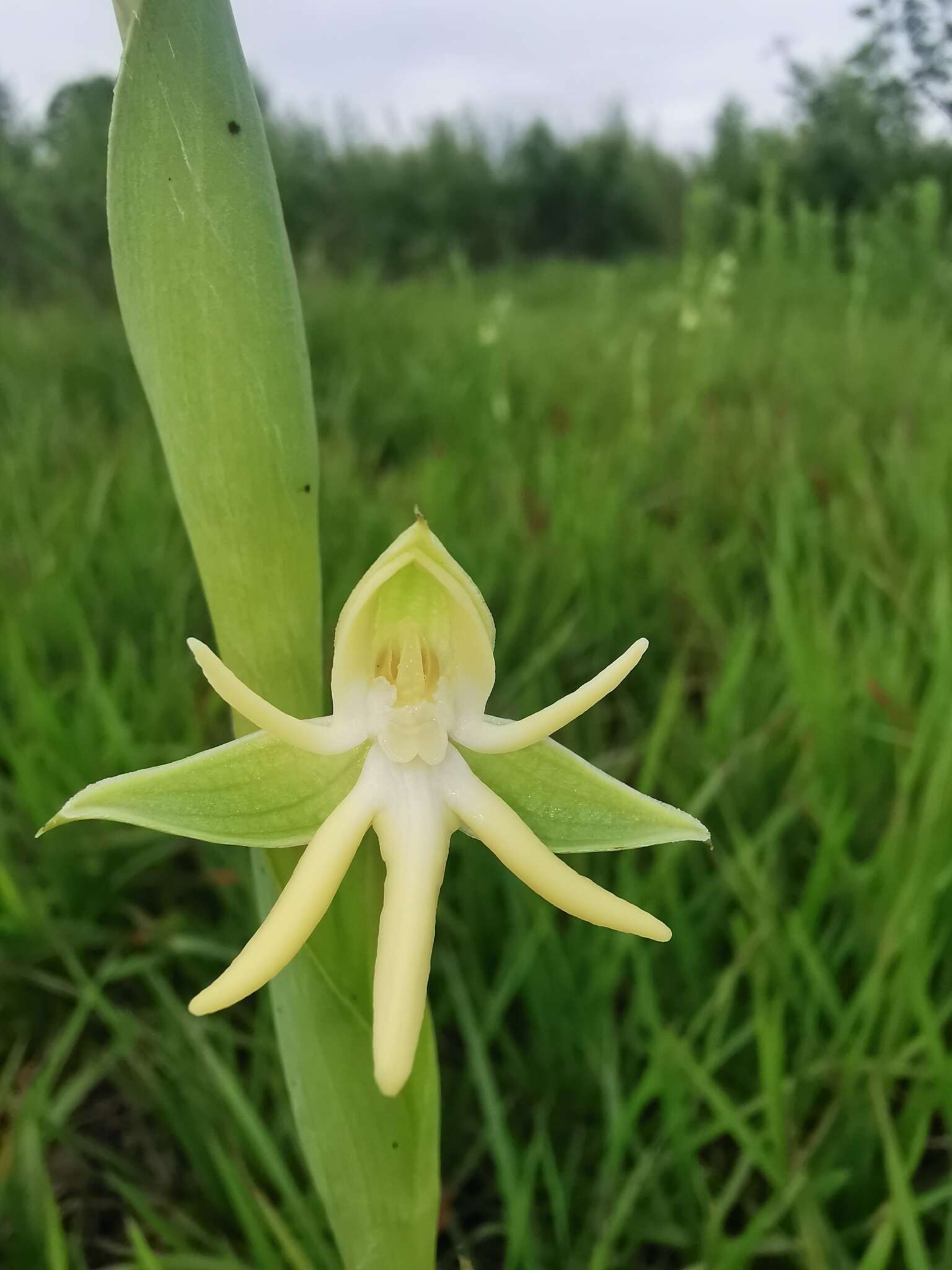 Image of Habenaria trifida Kunth