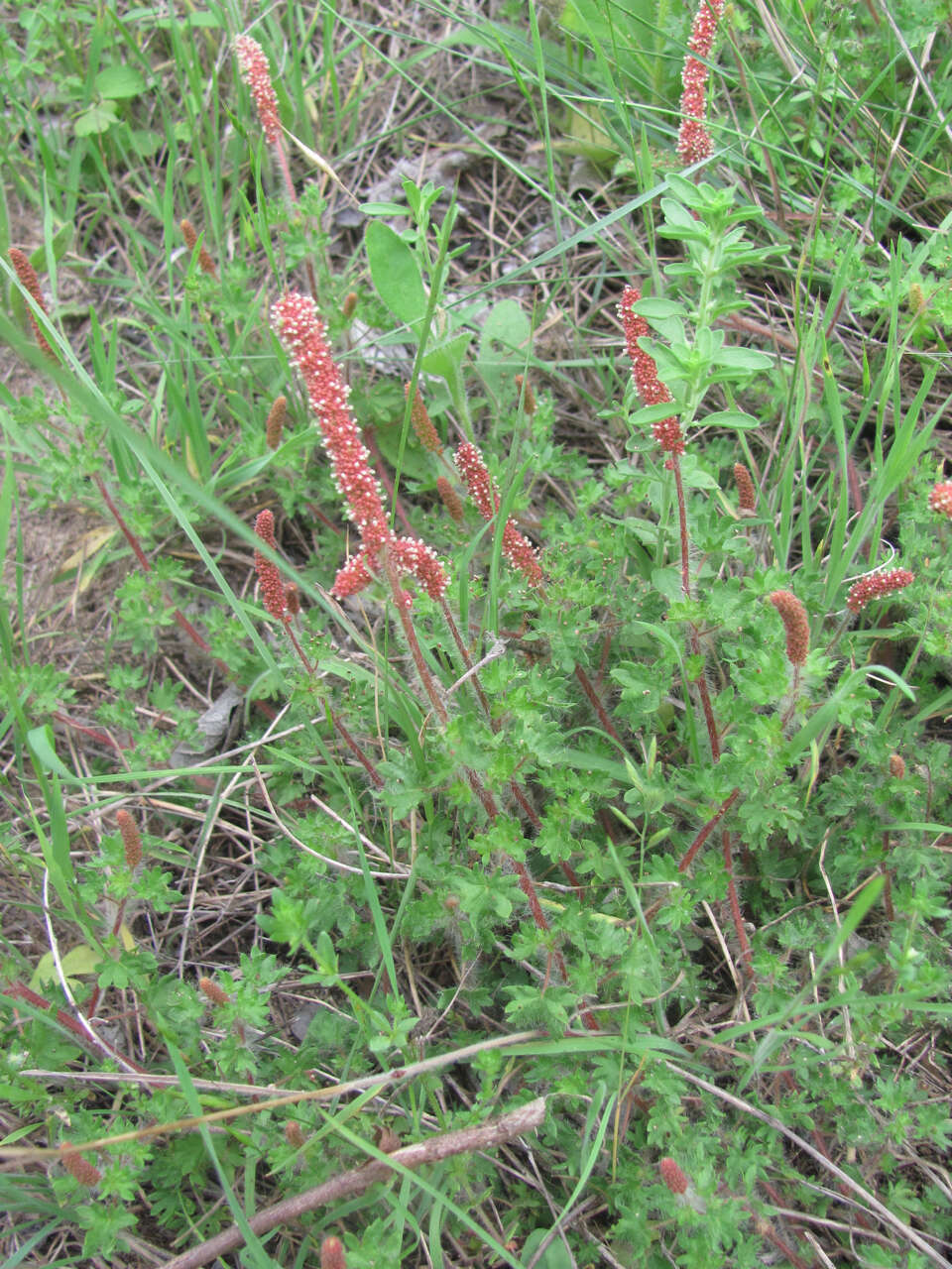 Imagem de Acalypha radians Torr.