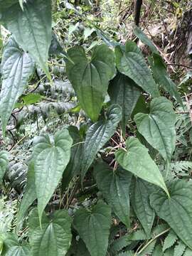 صورة Dioscorea collettii Hook. fil.