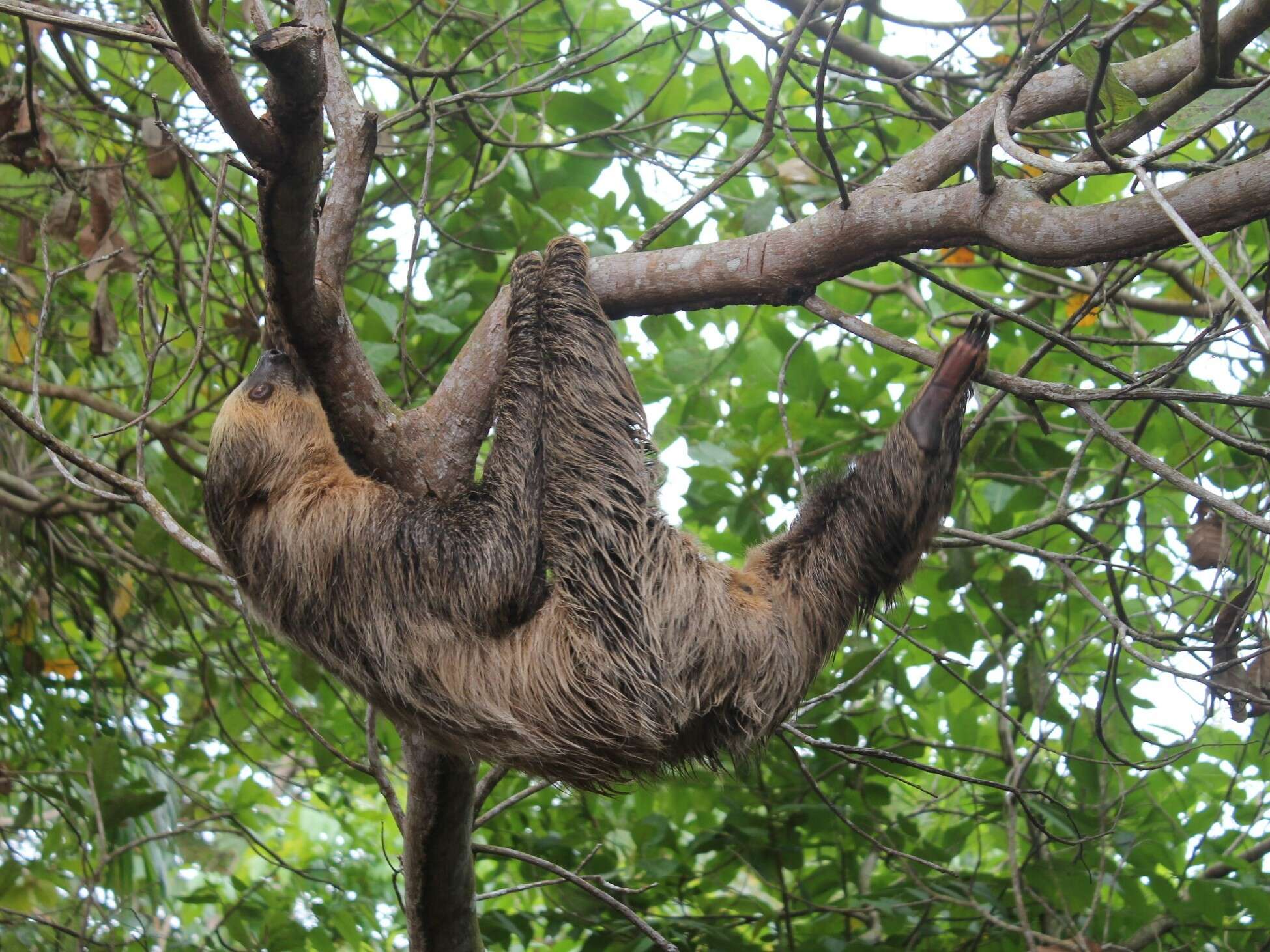 Image of two-toed sloths