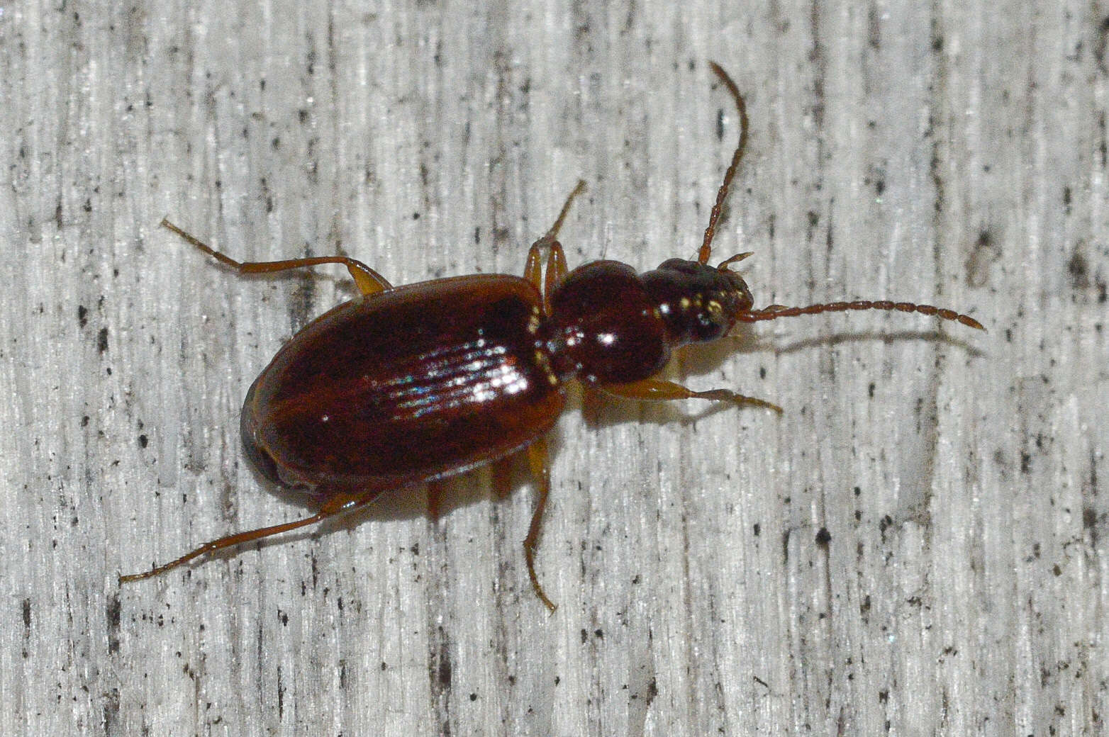 Image of Ground beetle