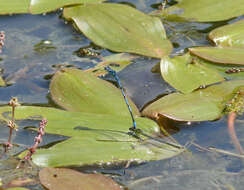 Imagem de Coenagrion puella (Linnaeus 1758)