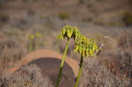 Image of Cotyledon cuneata Thunb.