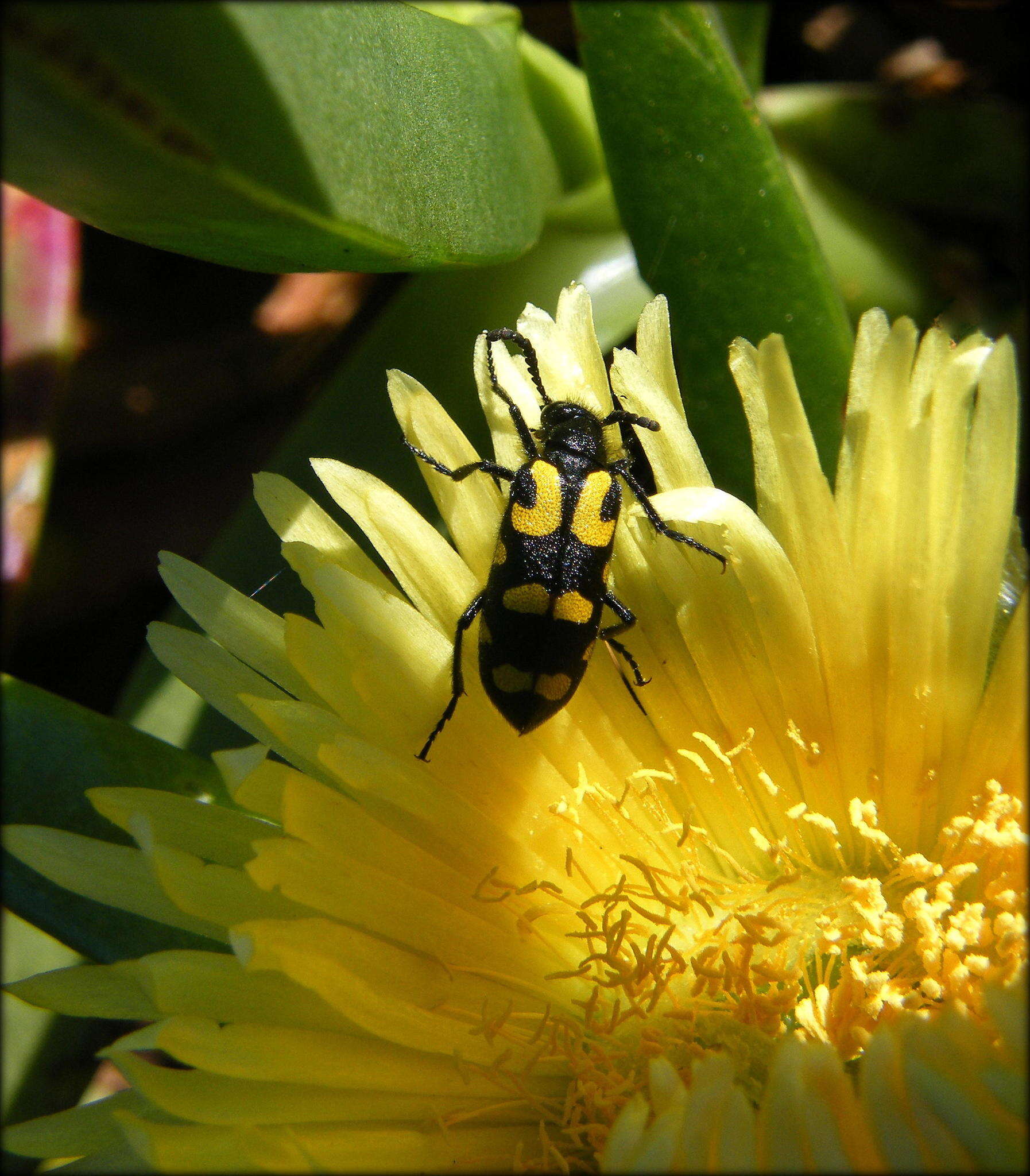 Image of <i>Ceroctis capensis</i>