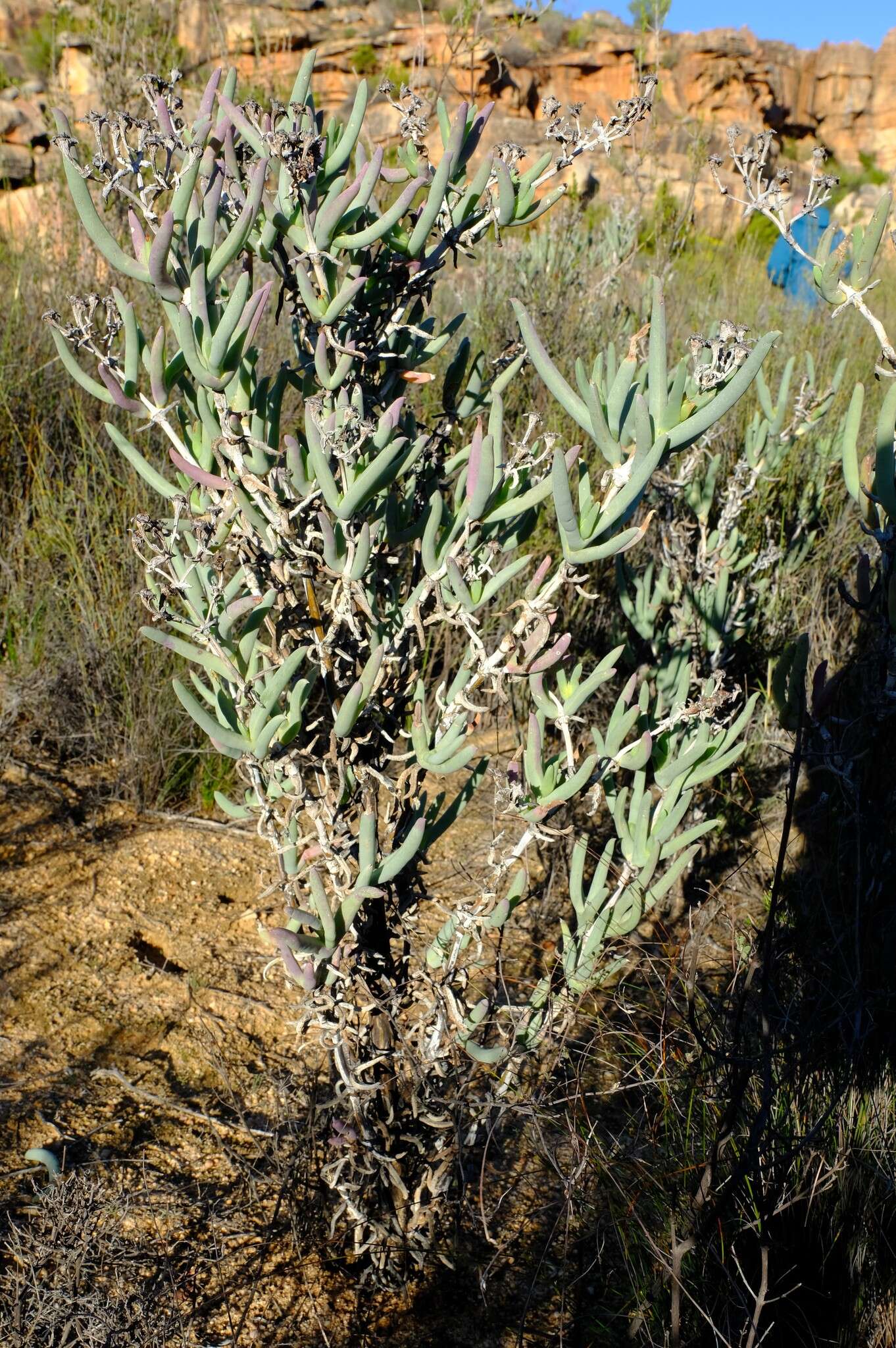 Imagem de Phiambolia longifolia Klak