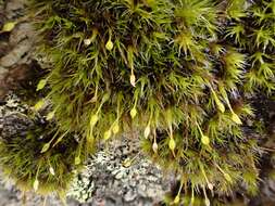 Image of grimmia dry rock moss