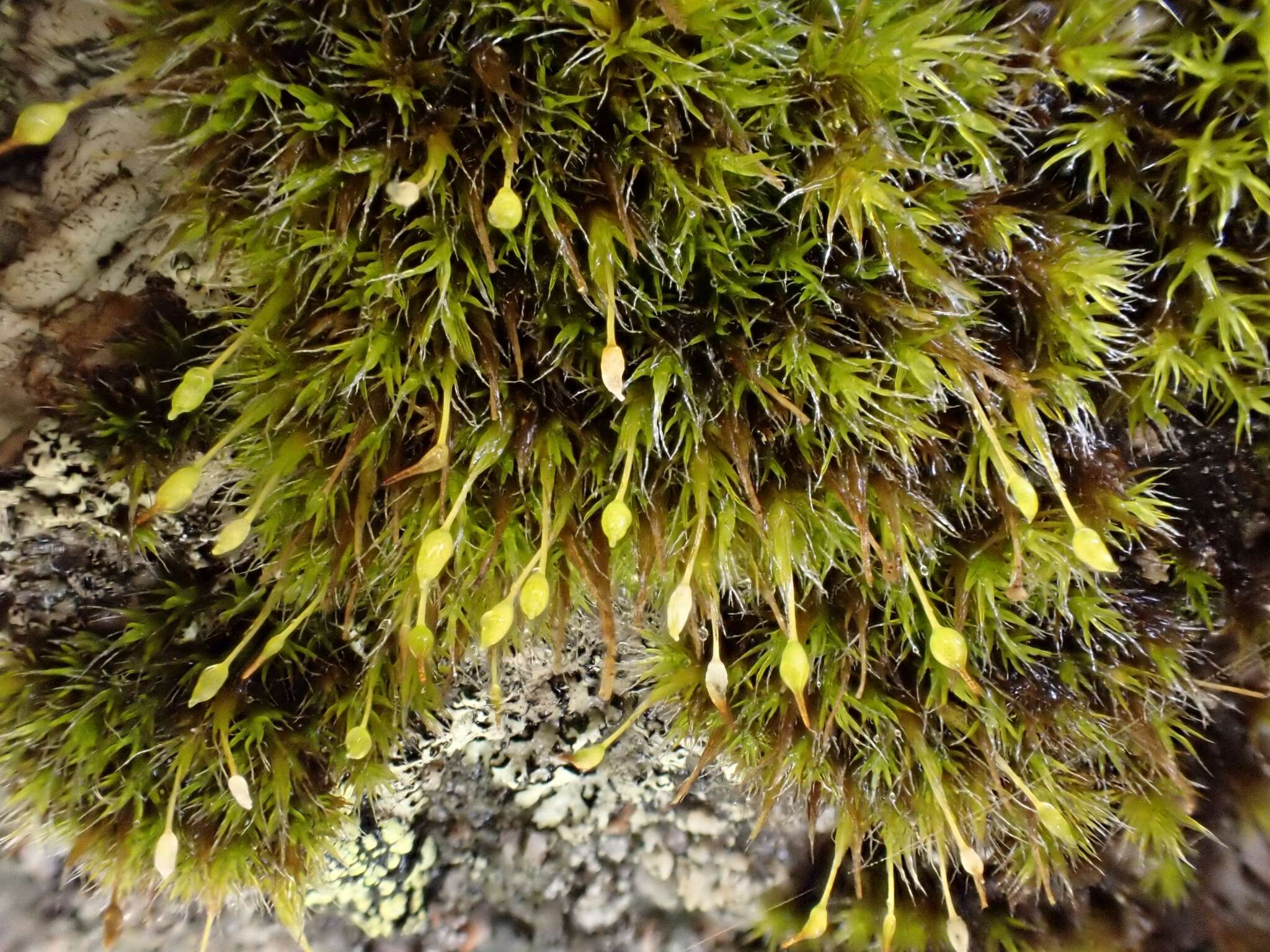 Image of grimmia dry rock moss