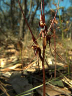 Image of Mayfly orchid