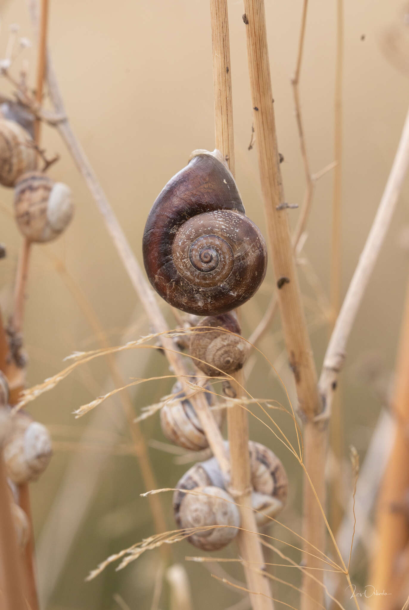 Image of Milk snail