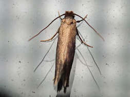 Image of case-bearing clothes moth