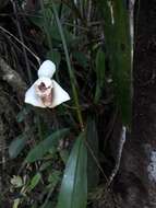 Imagem de Maxillaria fletcheriana Rolfe