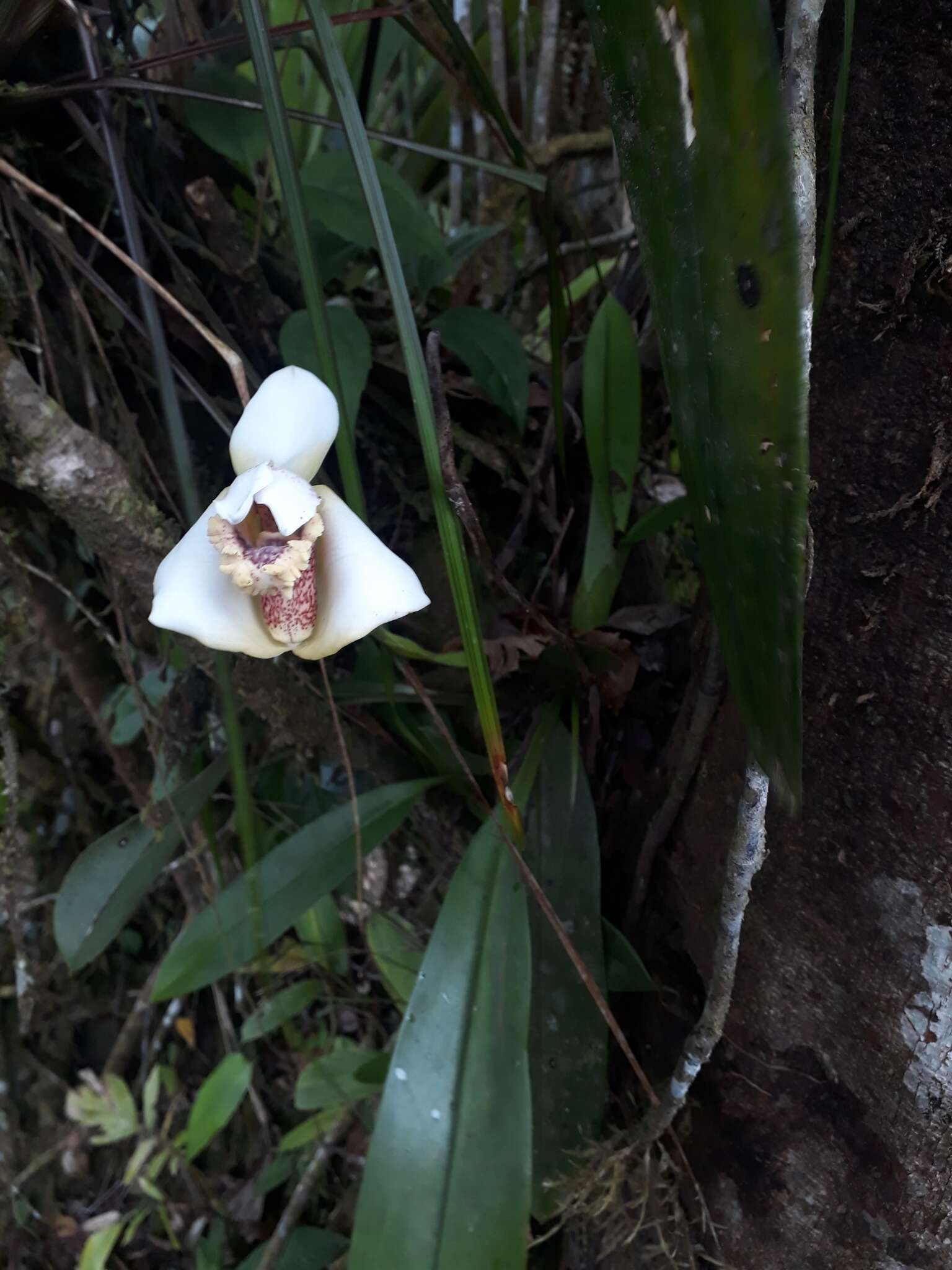 Image of Maxillaria fletcheriana Rolfe