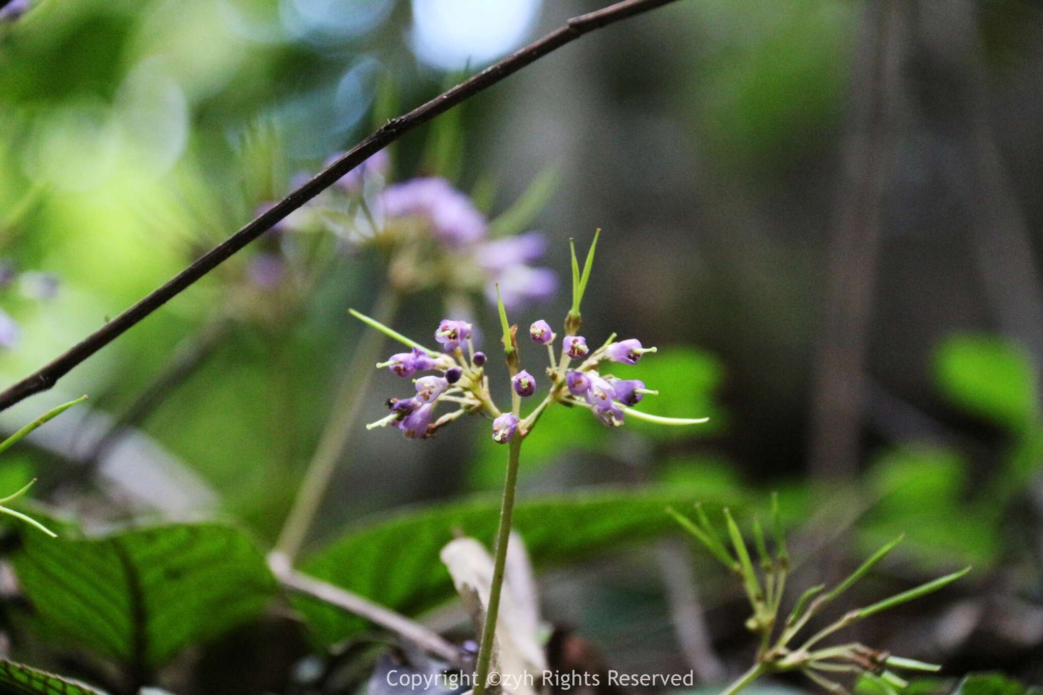 Image of Oreocharis benthamii var. reticulata Dunn